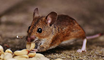 24 Hour & Emergency Exterminators in Fairview Village, PA